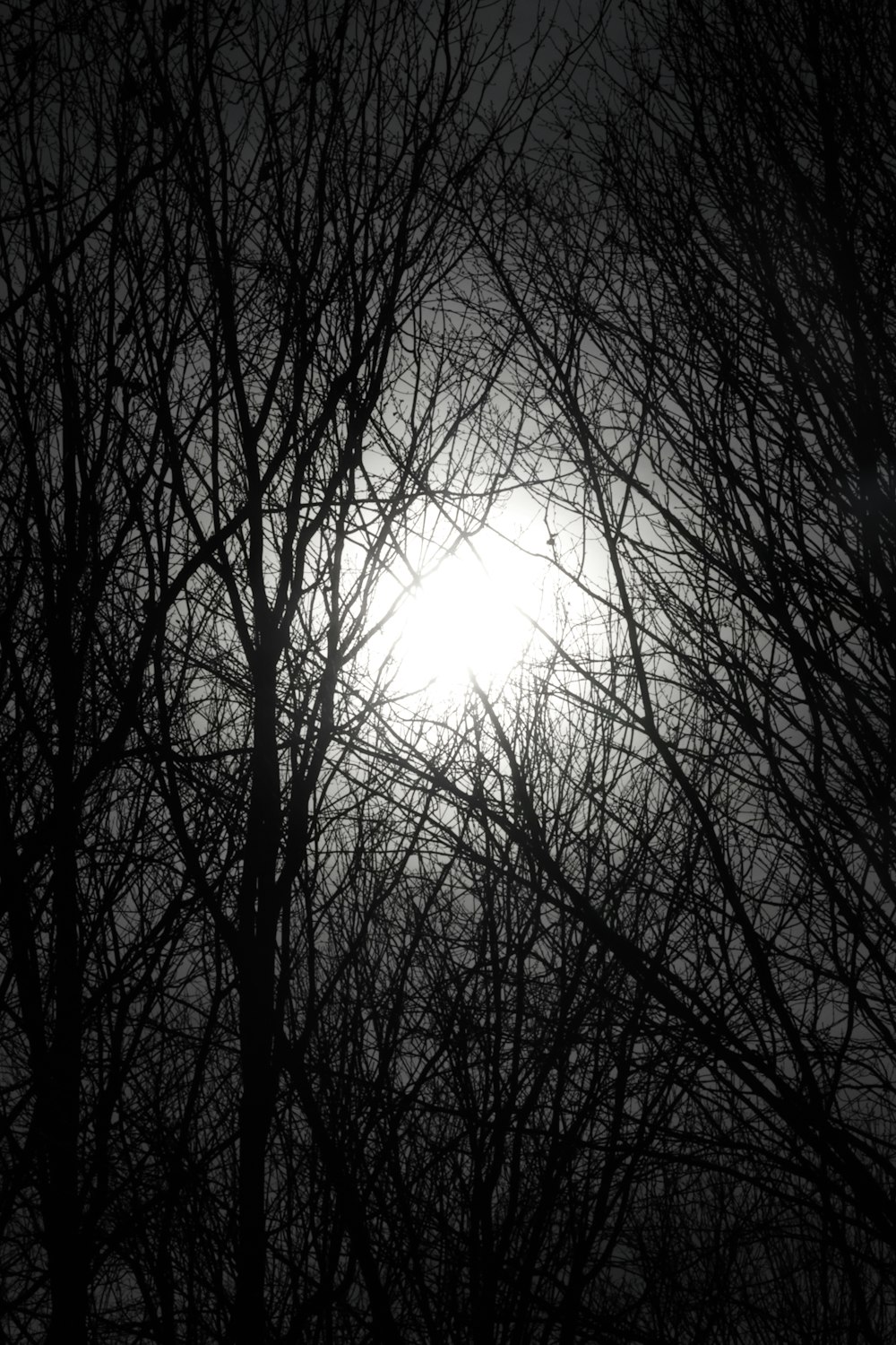 a black and white photo of the sun through the trees