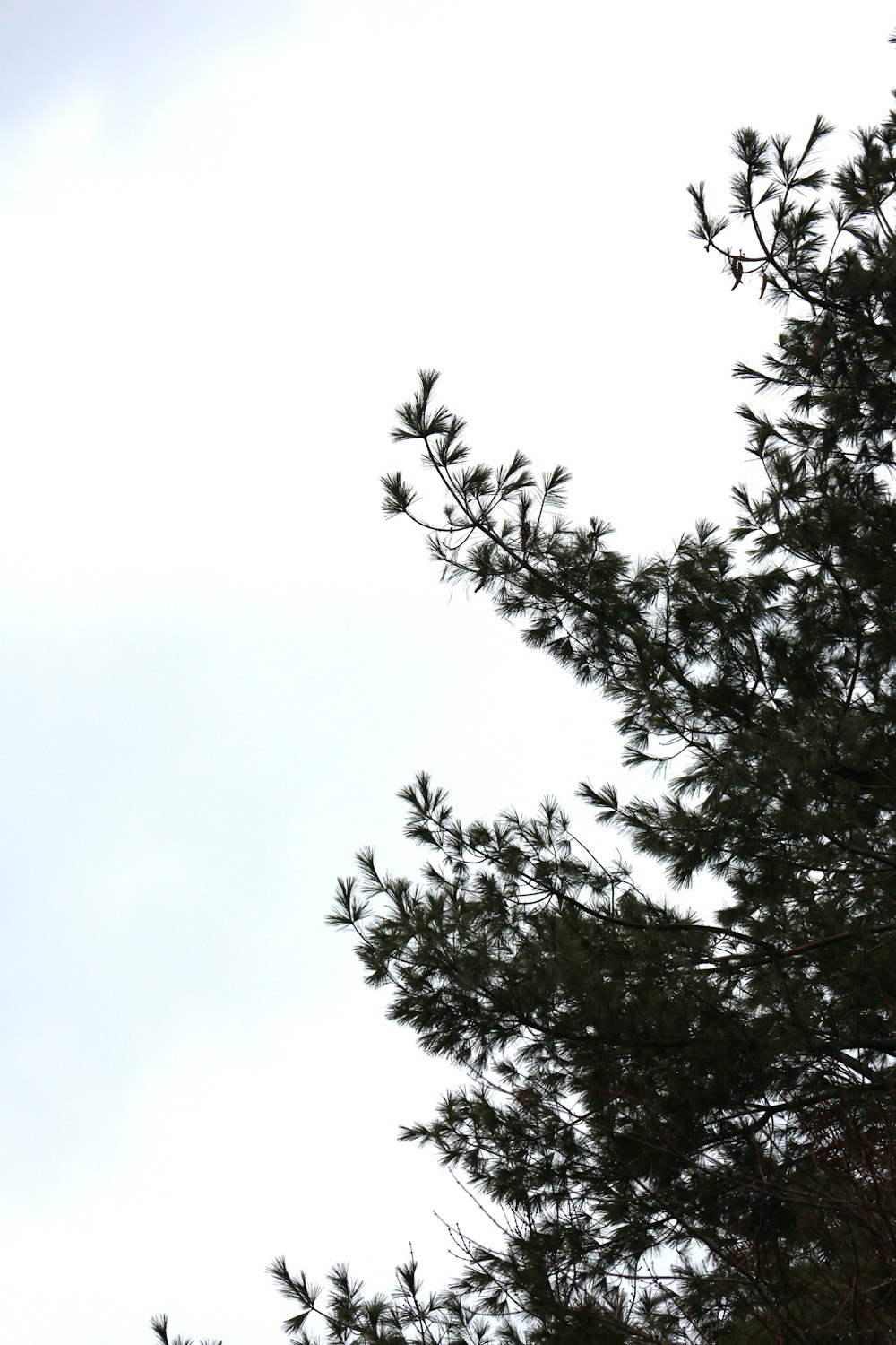 a bird sitting on top of a tree branch