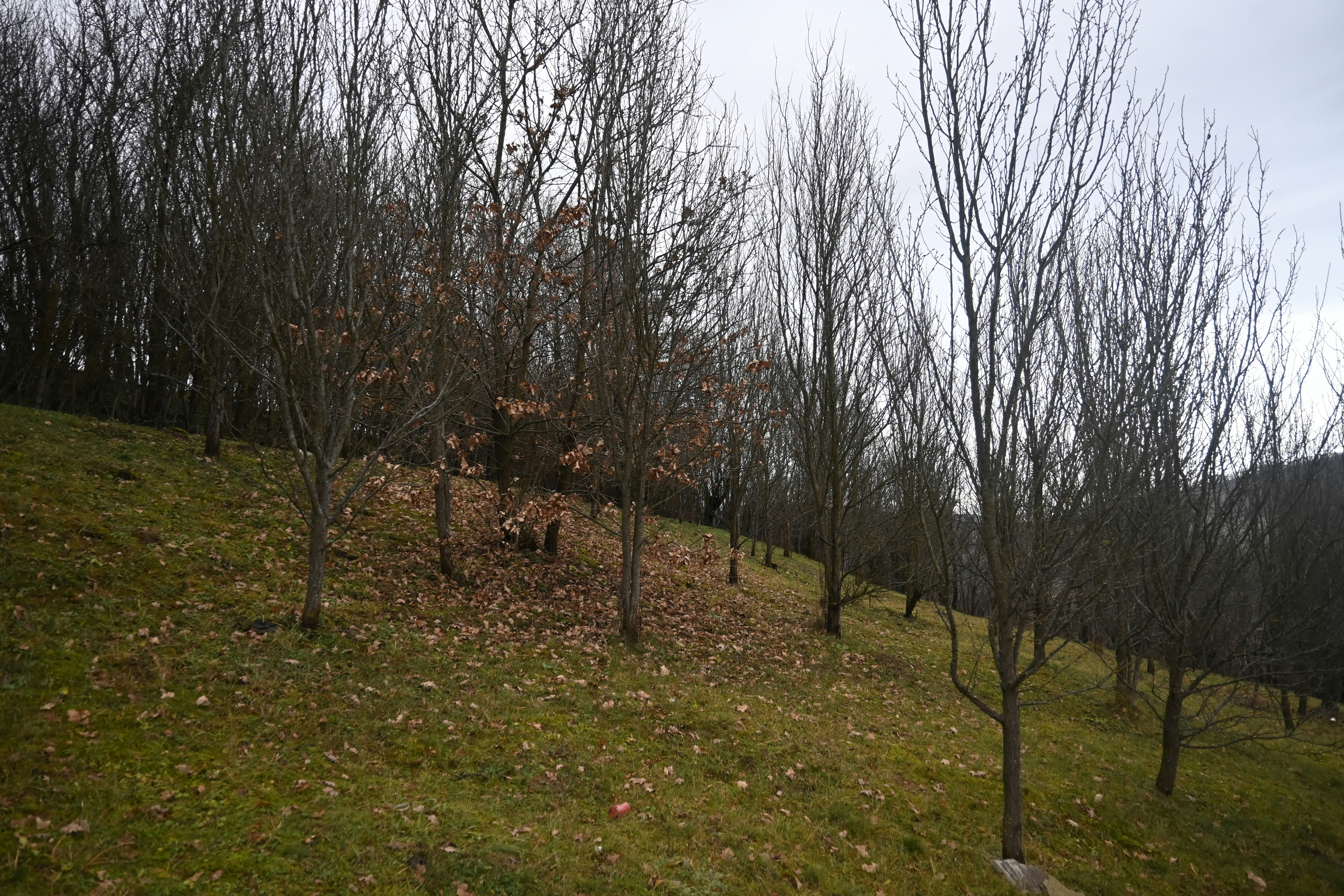a grassy hill with trees and grass on the side