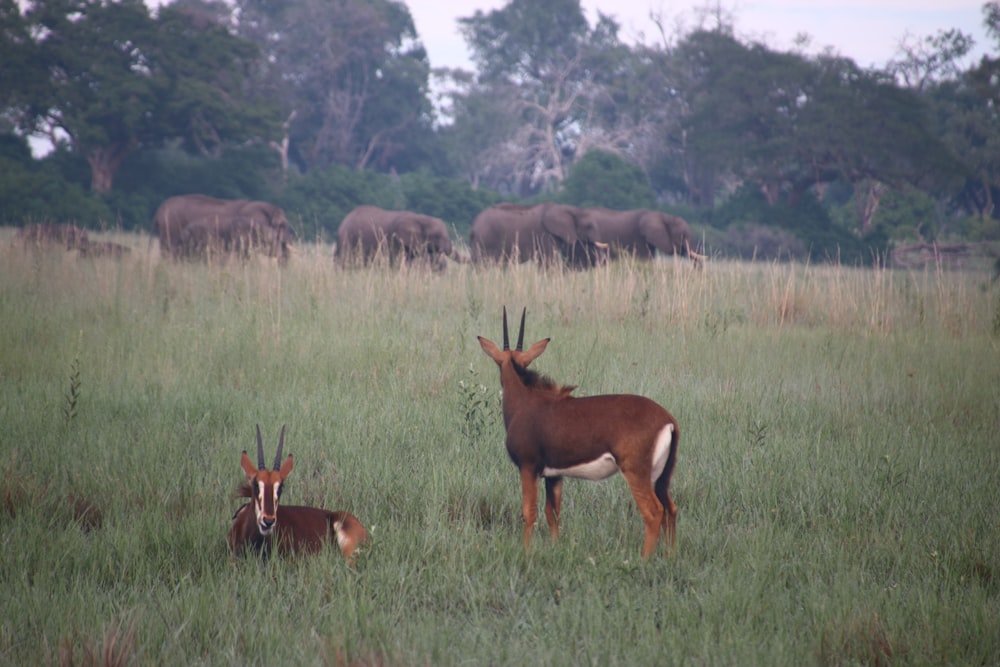 a herd of antelope standing on top of a lush green field