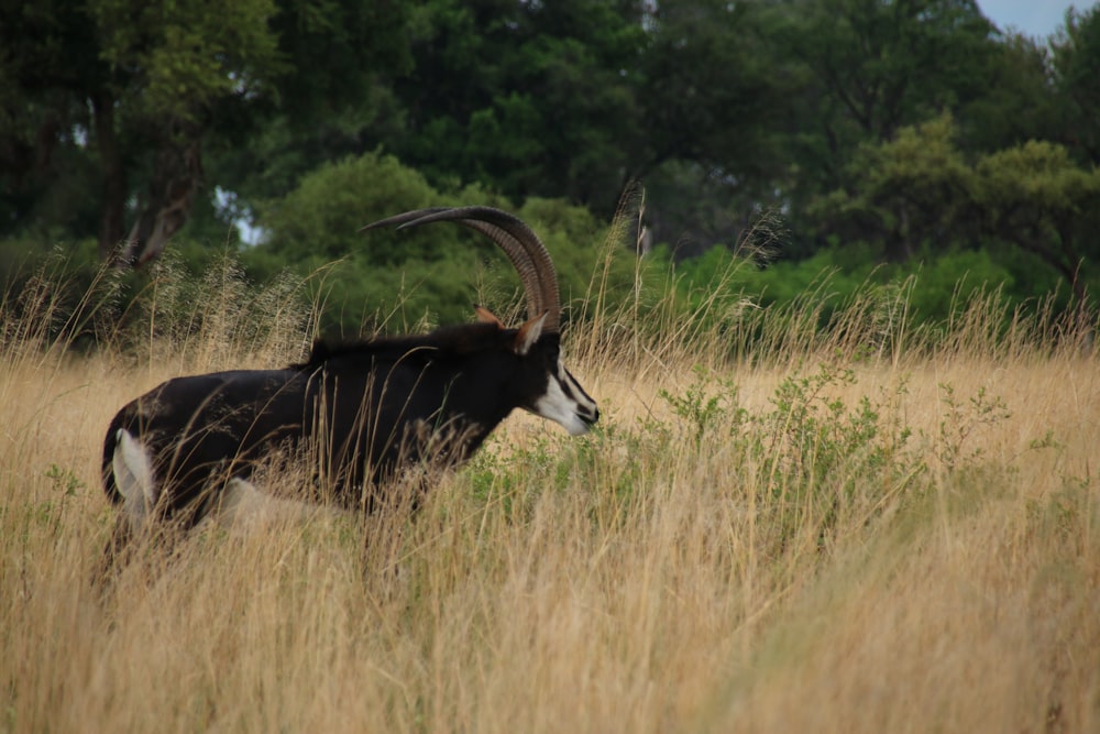 an antelope standing in a field of tall grass