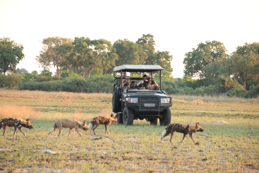 a group of wild dogs running in front of a vehicle