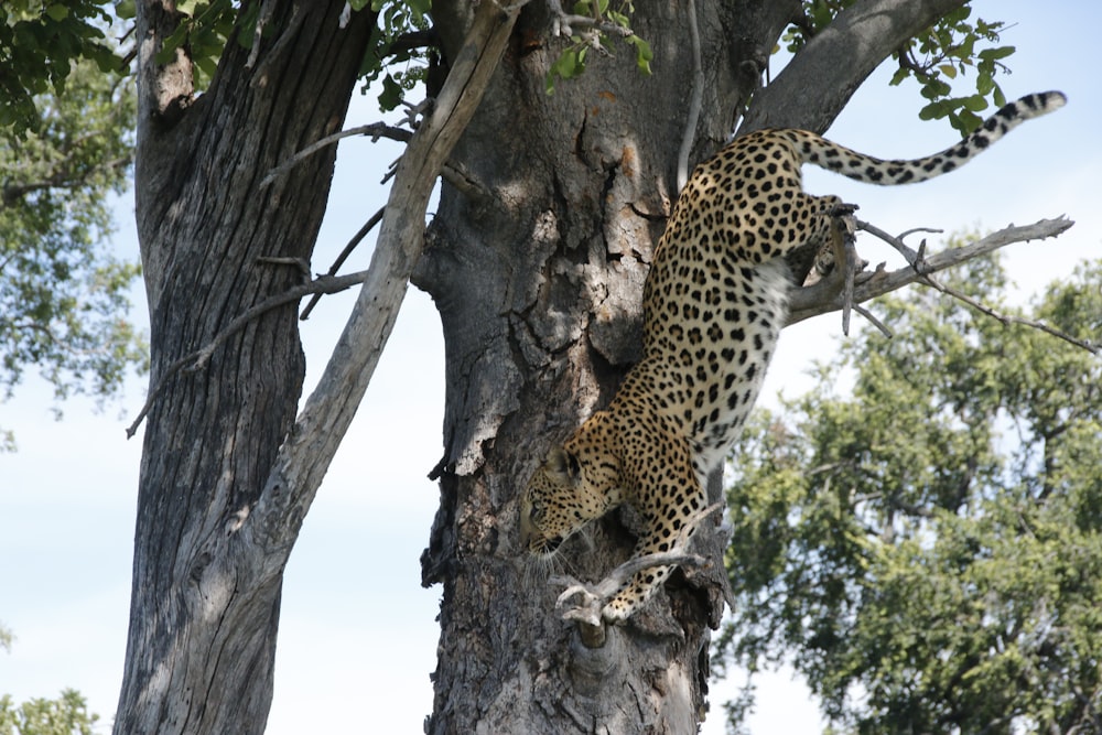 a leopard climbing up the side of a tree