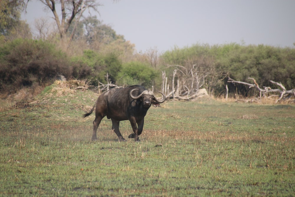a black bull walking across a lush green field