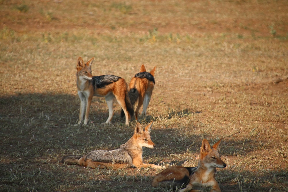 a group of dogs sitting on top of a dry grass field