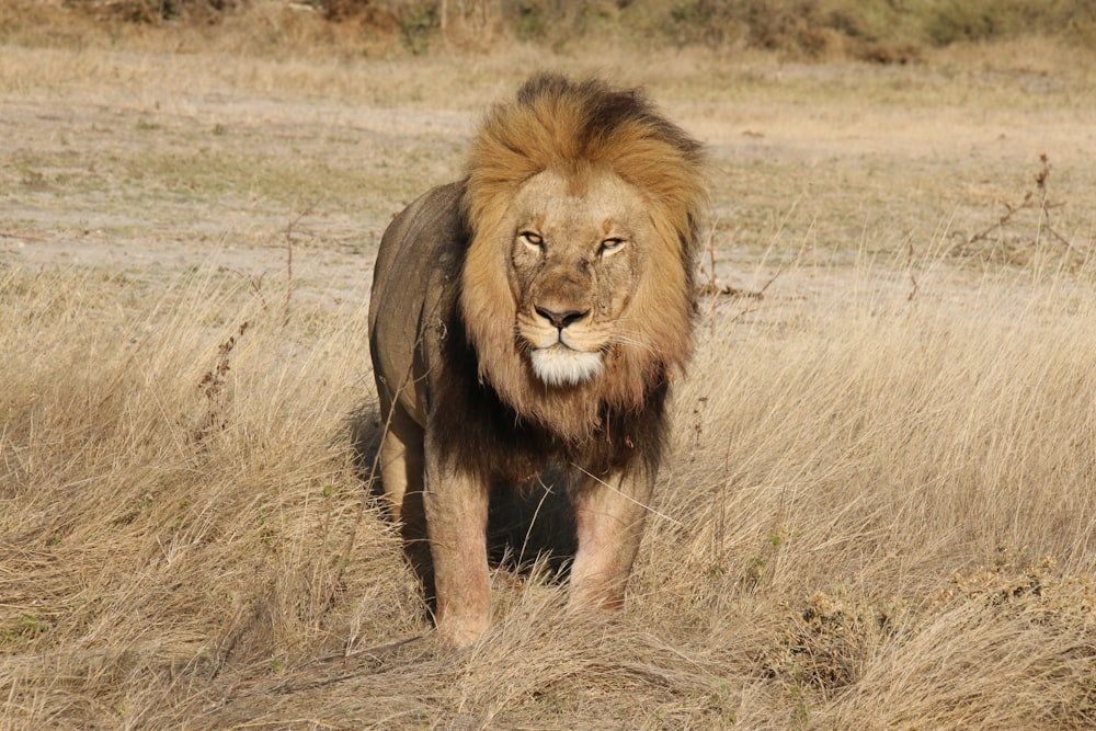 a lion walking through a dry grass field