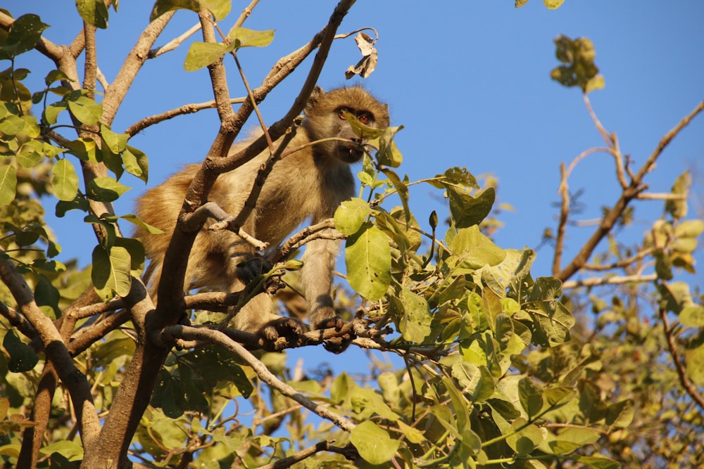 a monkey sitting in a tree with leaves