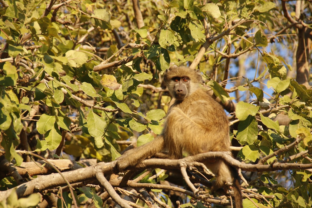 a monkey sitting on a tree branch in a forest