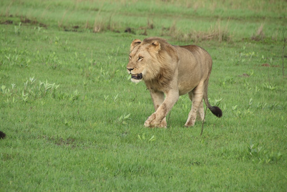 a lion walking across a lush green field