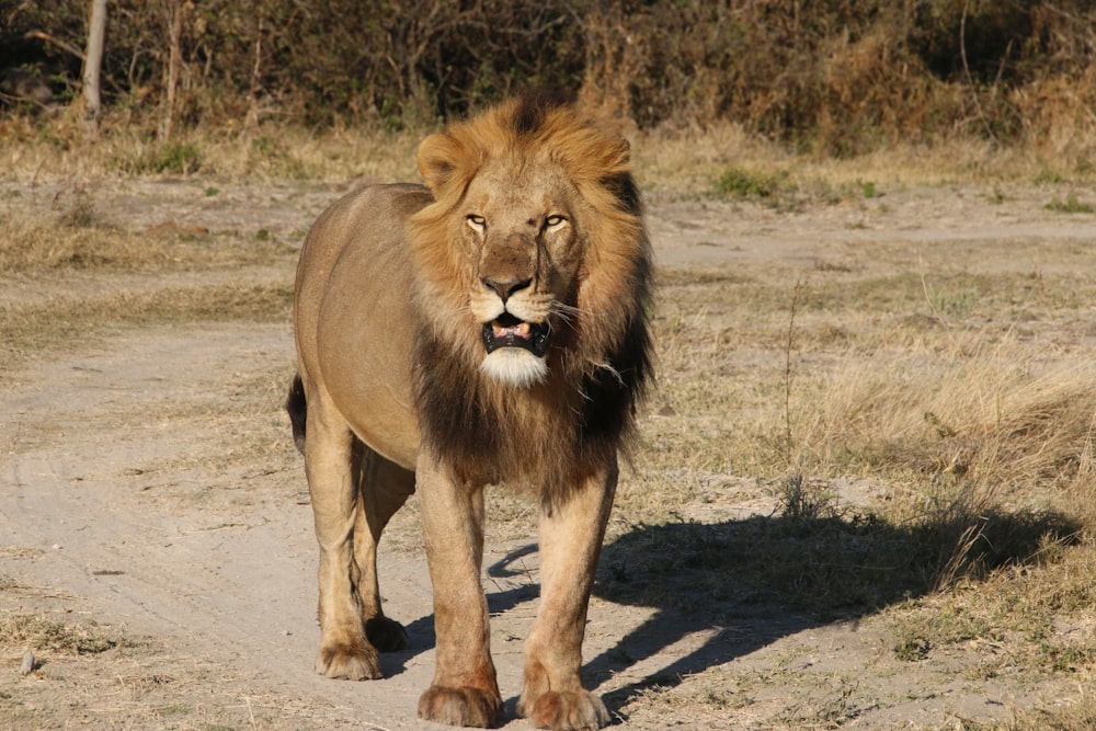 a large lion walking down a dirt road