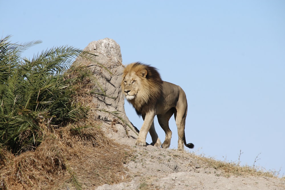 a lion walking up a hill next to a tree