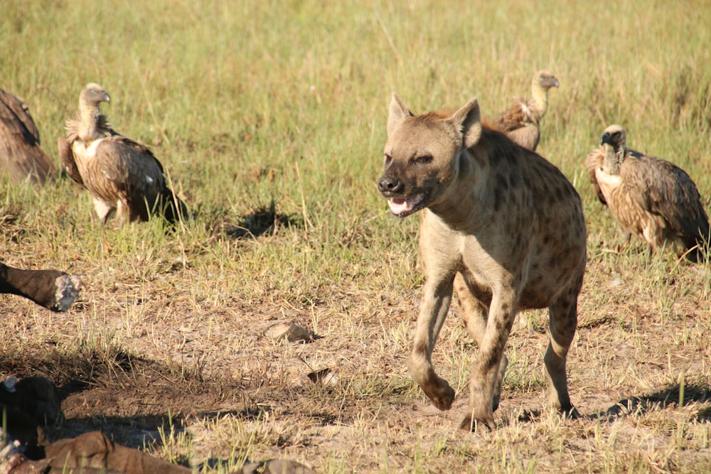 a hyena running in front of a group of vultures