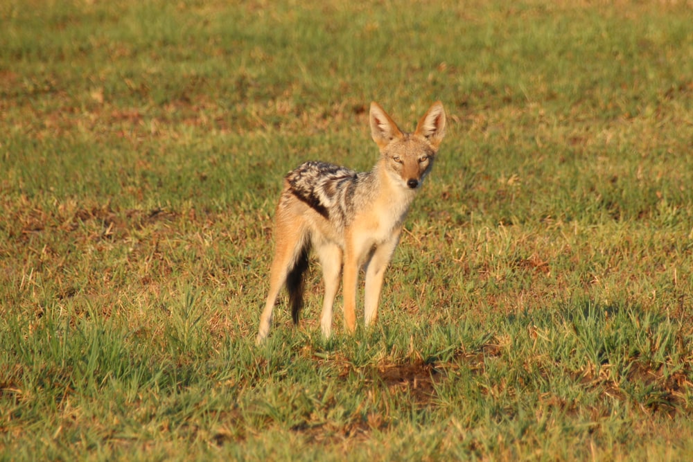 a small animal standing on top of a lush green field