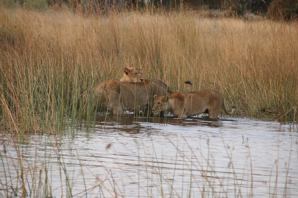 a couple of lions are standing in the water