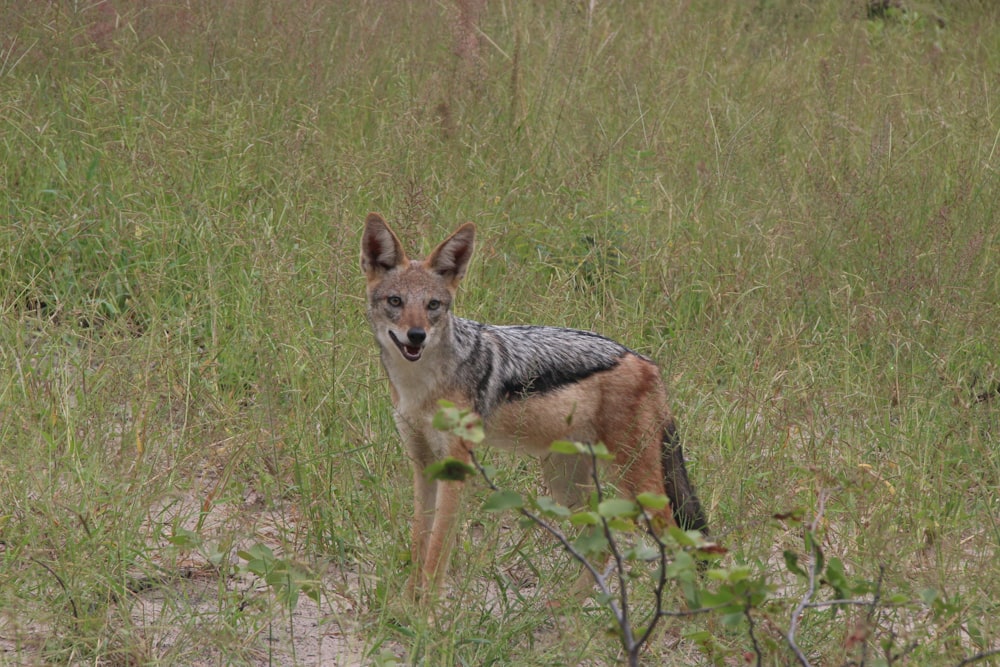 a small animal standing in a field of tall grass