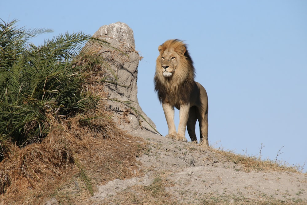 a lion standing on top of a hill next to a tree