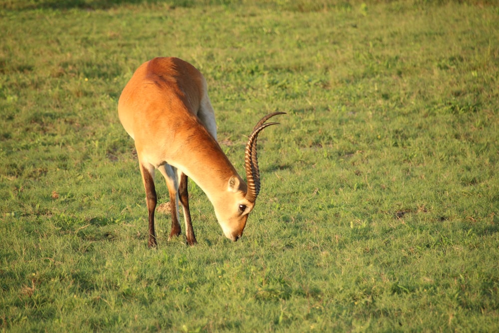 a gazelle eating grass in a field