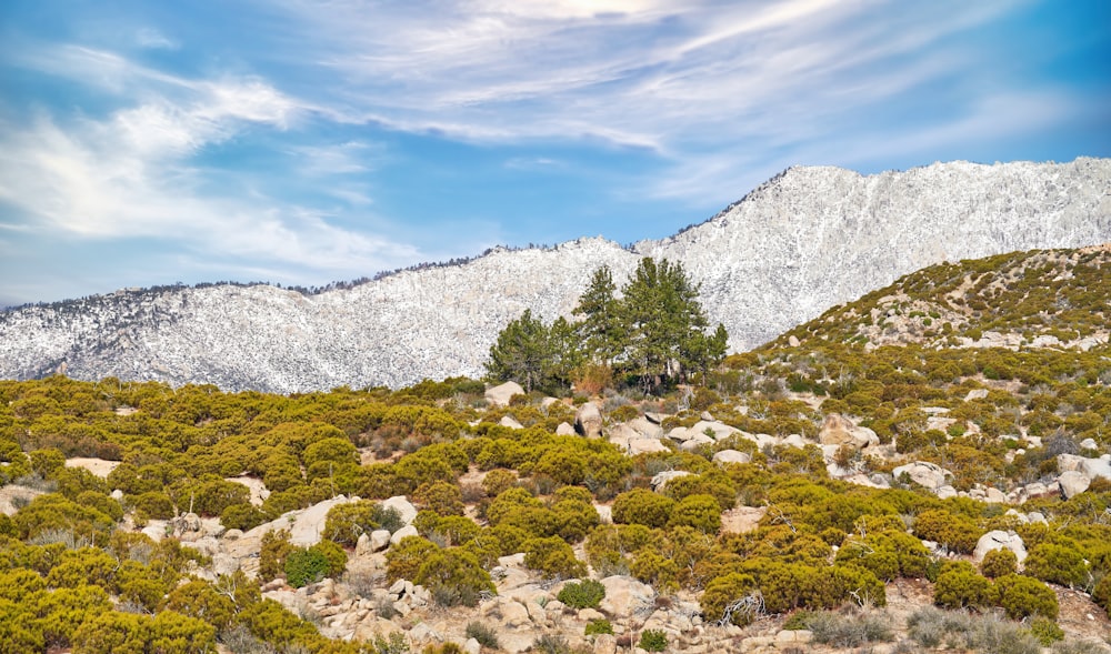 a mountain covered in snow and trees under a blue sky