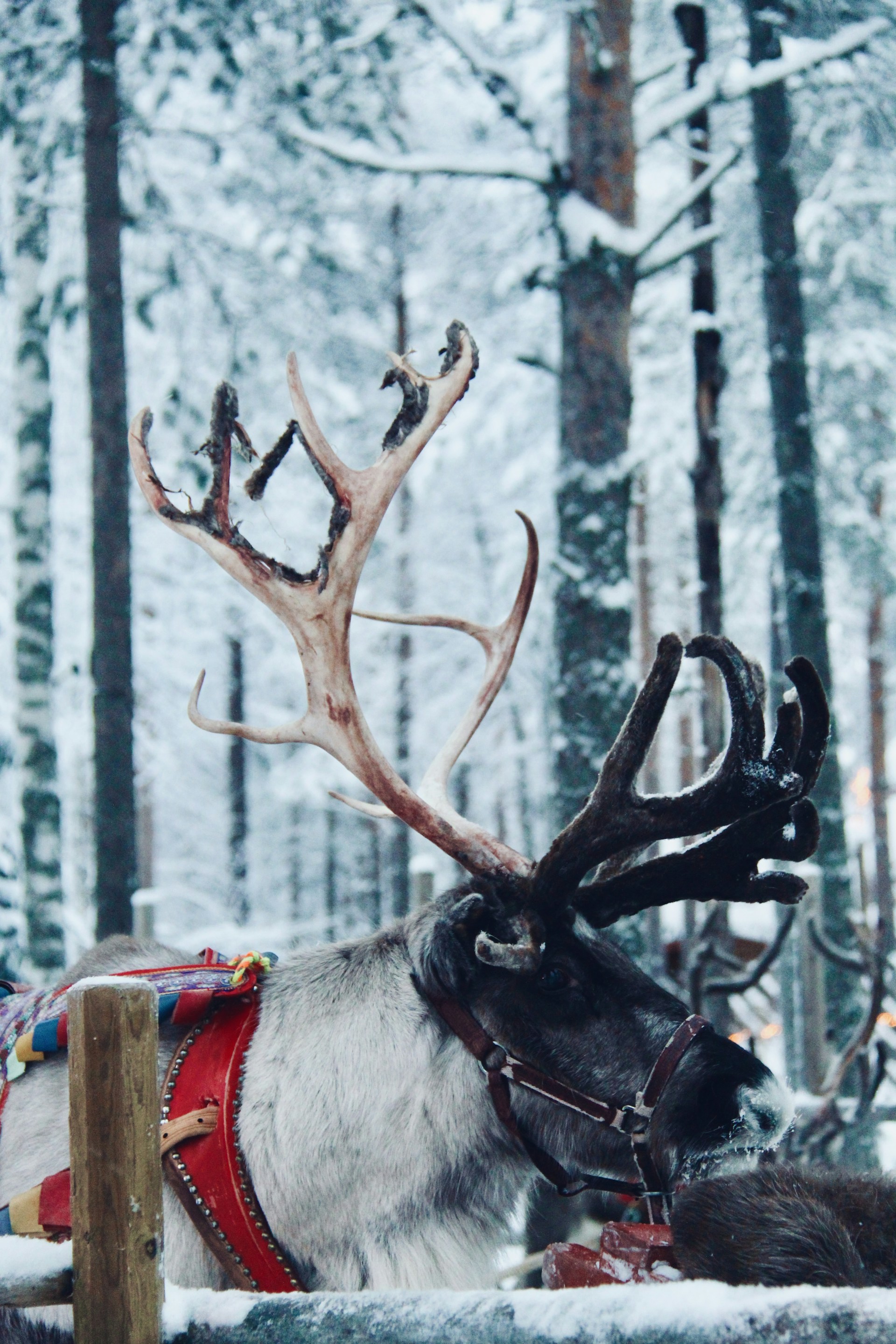 a reindeer with large antlers standing in the snow