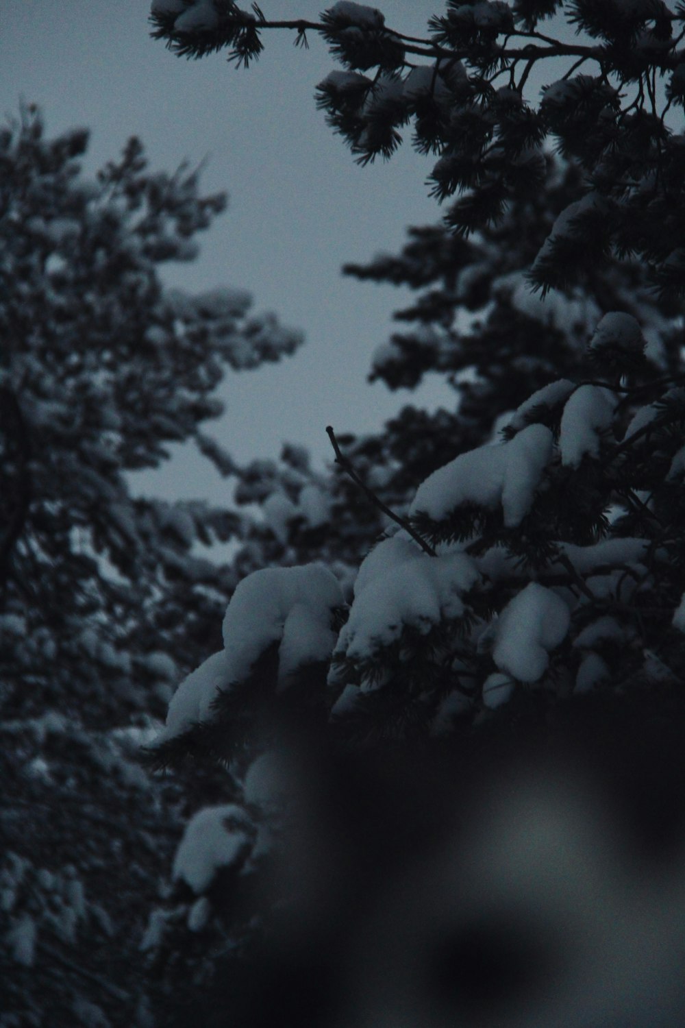 a snow covered pine tree with a full moon in the background