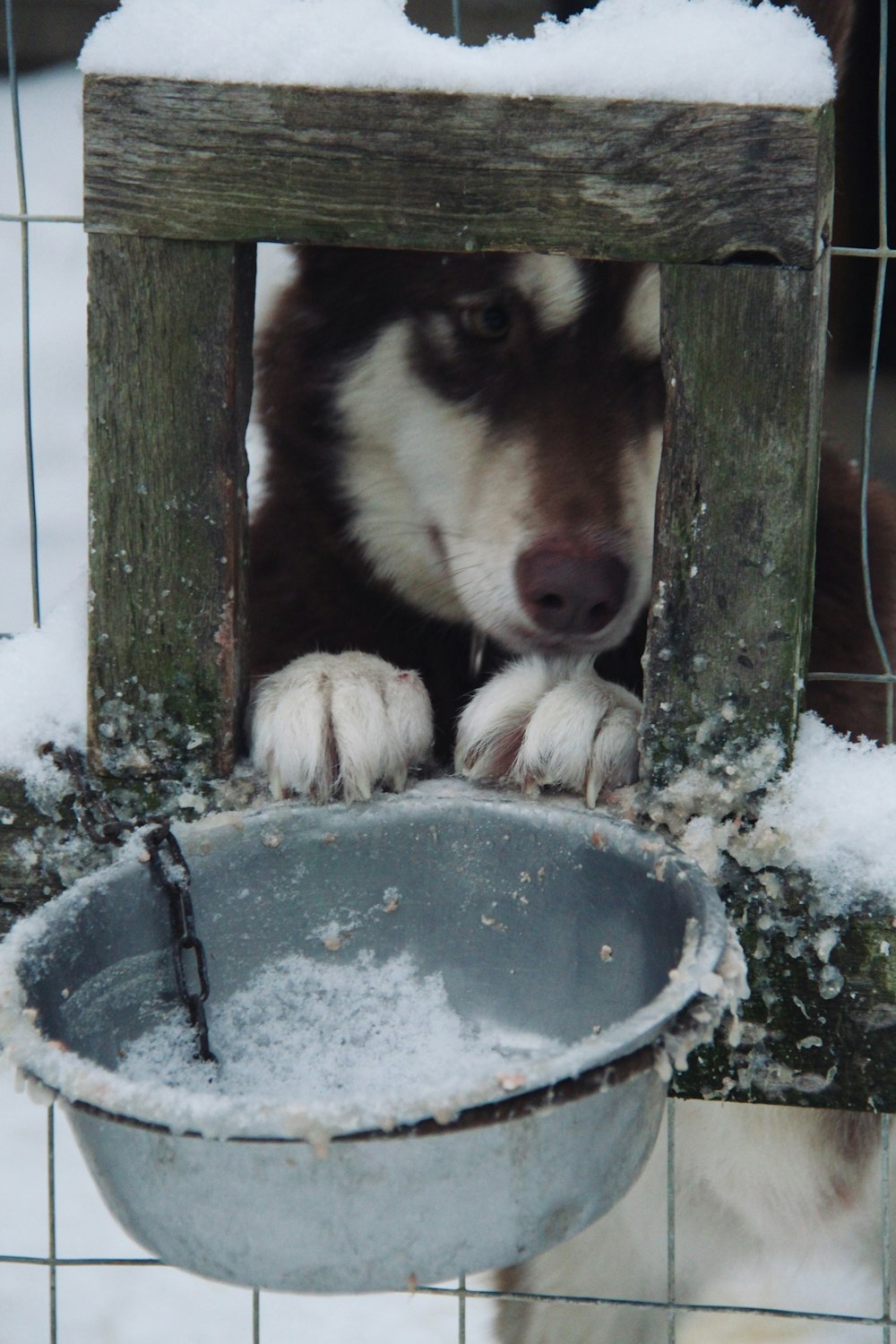 a brown and white dog standing next to a metal bowl