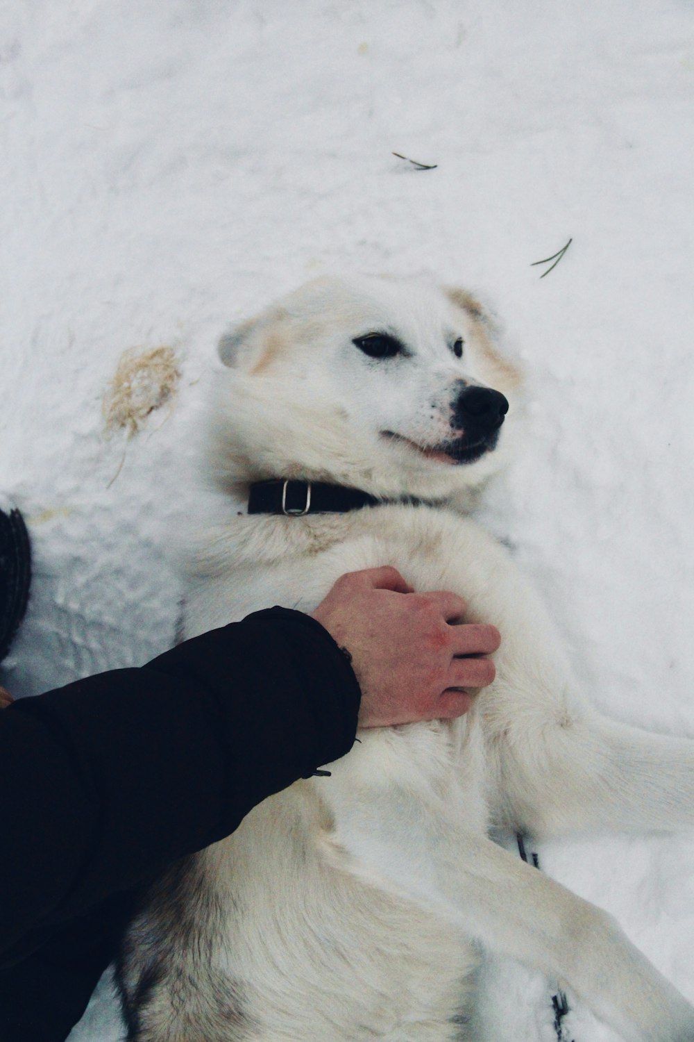 a person petting a white dog in the snow
