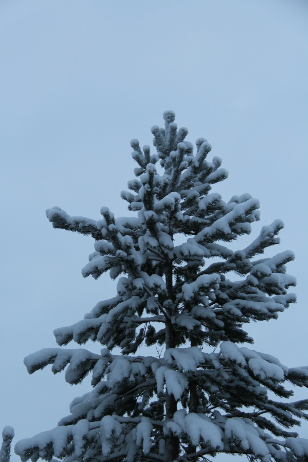 a snow covered pine tree with a blue sky in the background