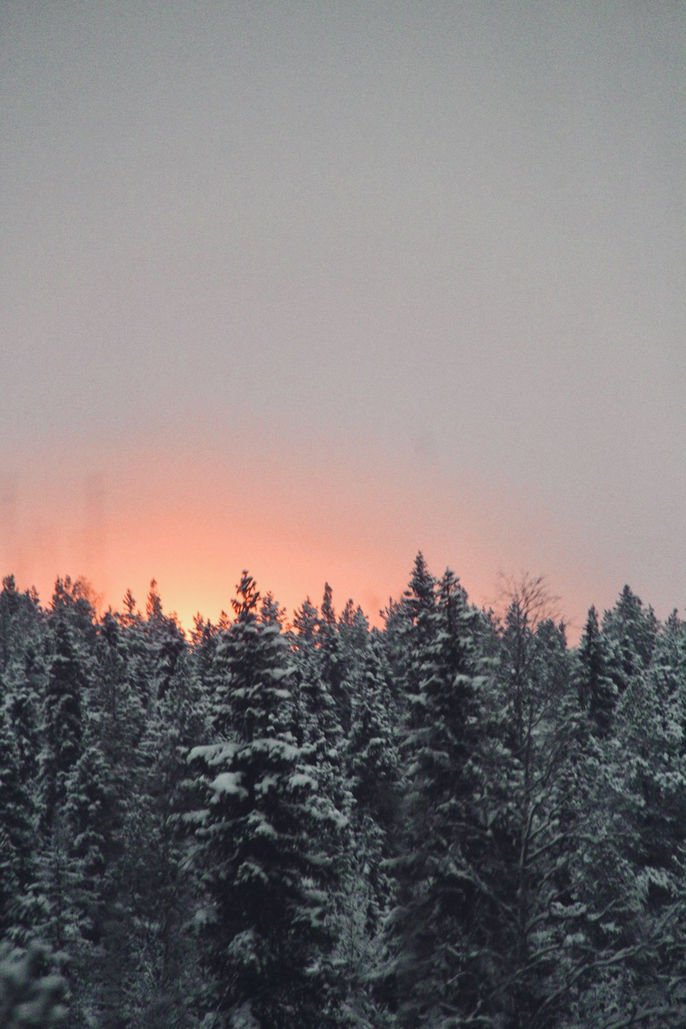 the sun is setting over the trees in the snow