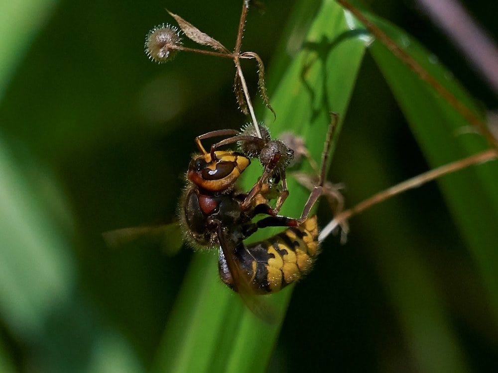 a couple of bees sitting on top of a green plant