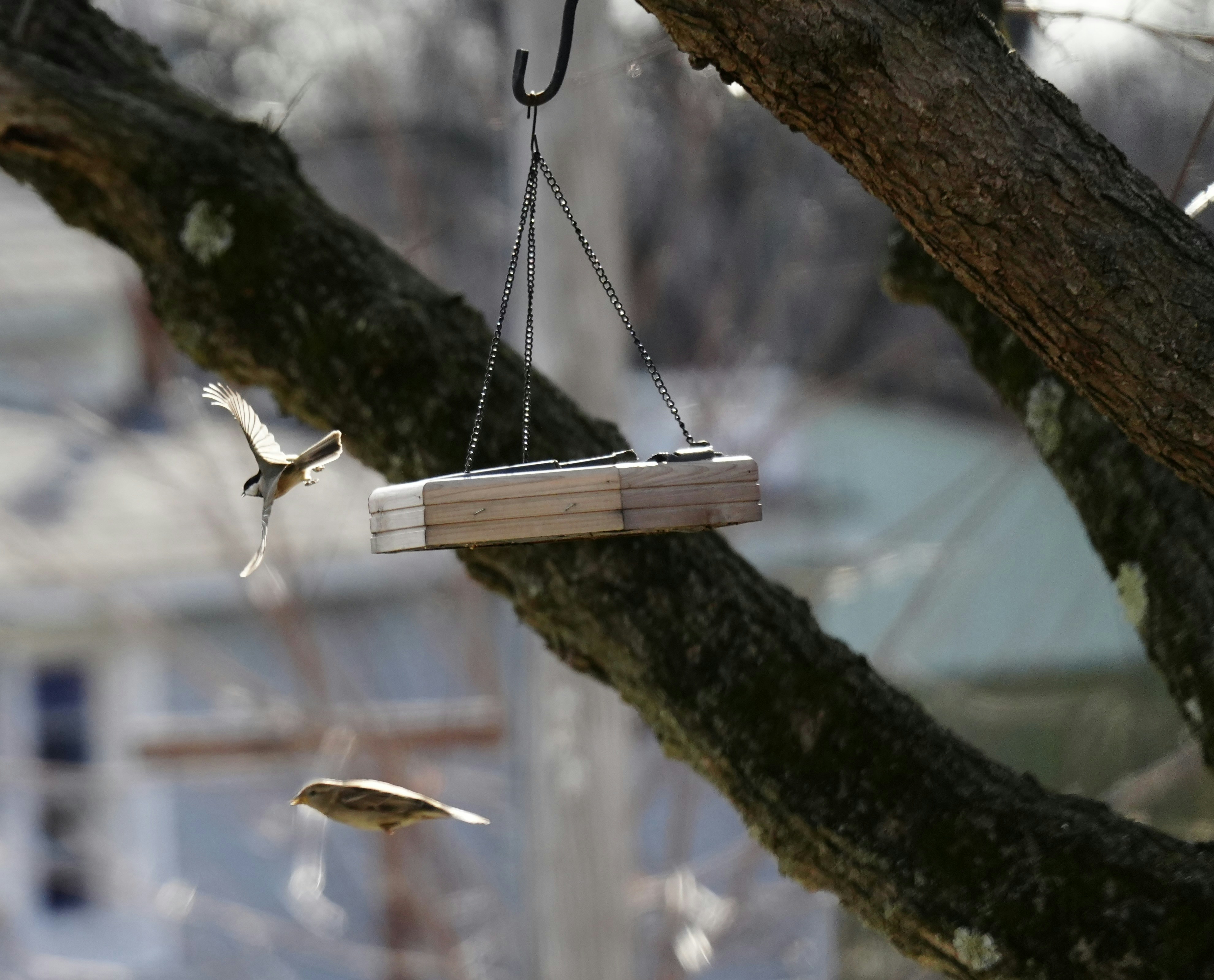 Photo by krazekatlady