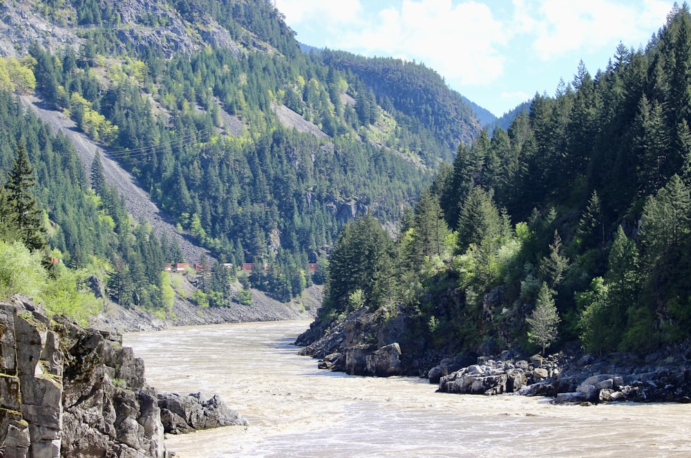 a river flowing through a lush green forest