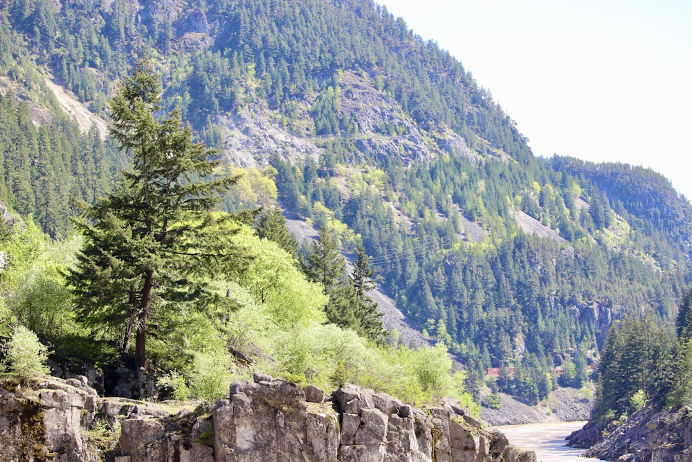 Un fiume che attraversa una lussureggiante foresta verde