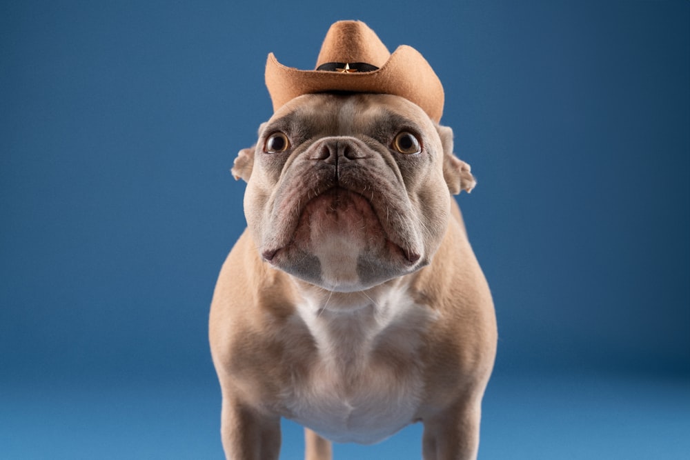 un cane che indossa un cappello da cowboy su sfondo blu