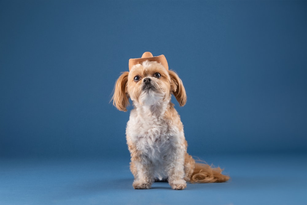 um pequeno cão marrom e branco sentado em um fundo azul