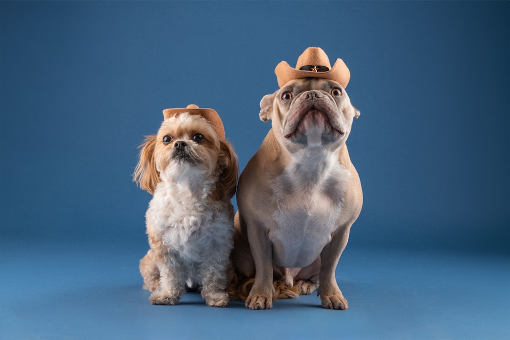 un couple de chiens assis l’un à côté de l’autre