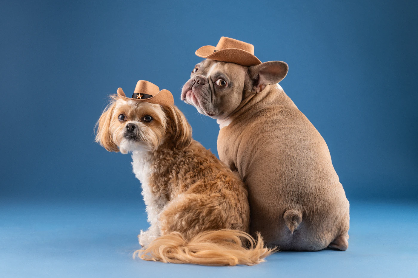 Two small dogs sitting close together against a soft blue studio background and looking toward the camera
