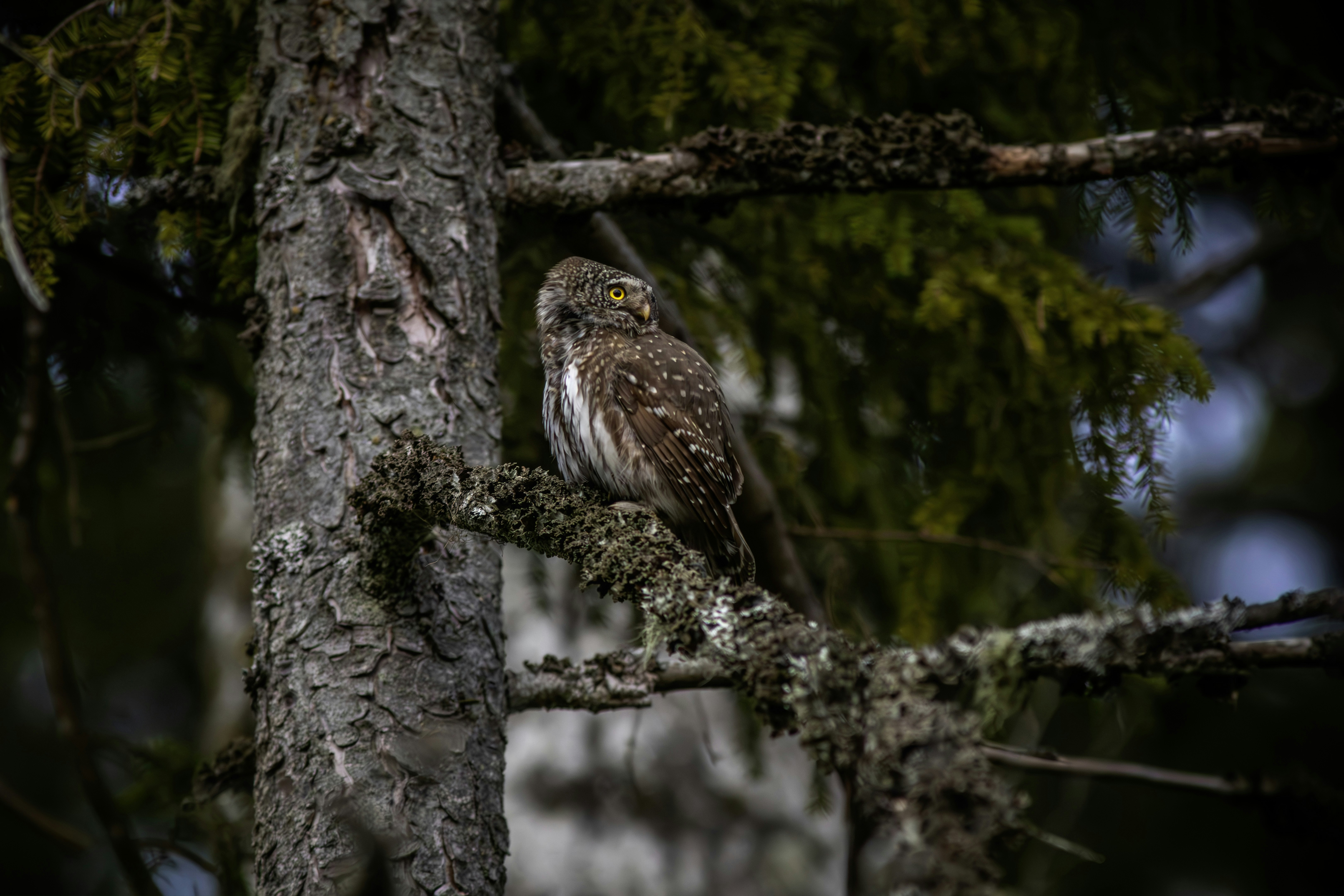 Photo by erik_karits