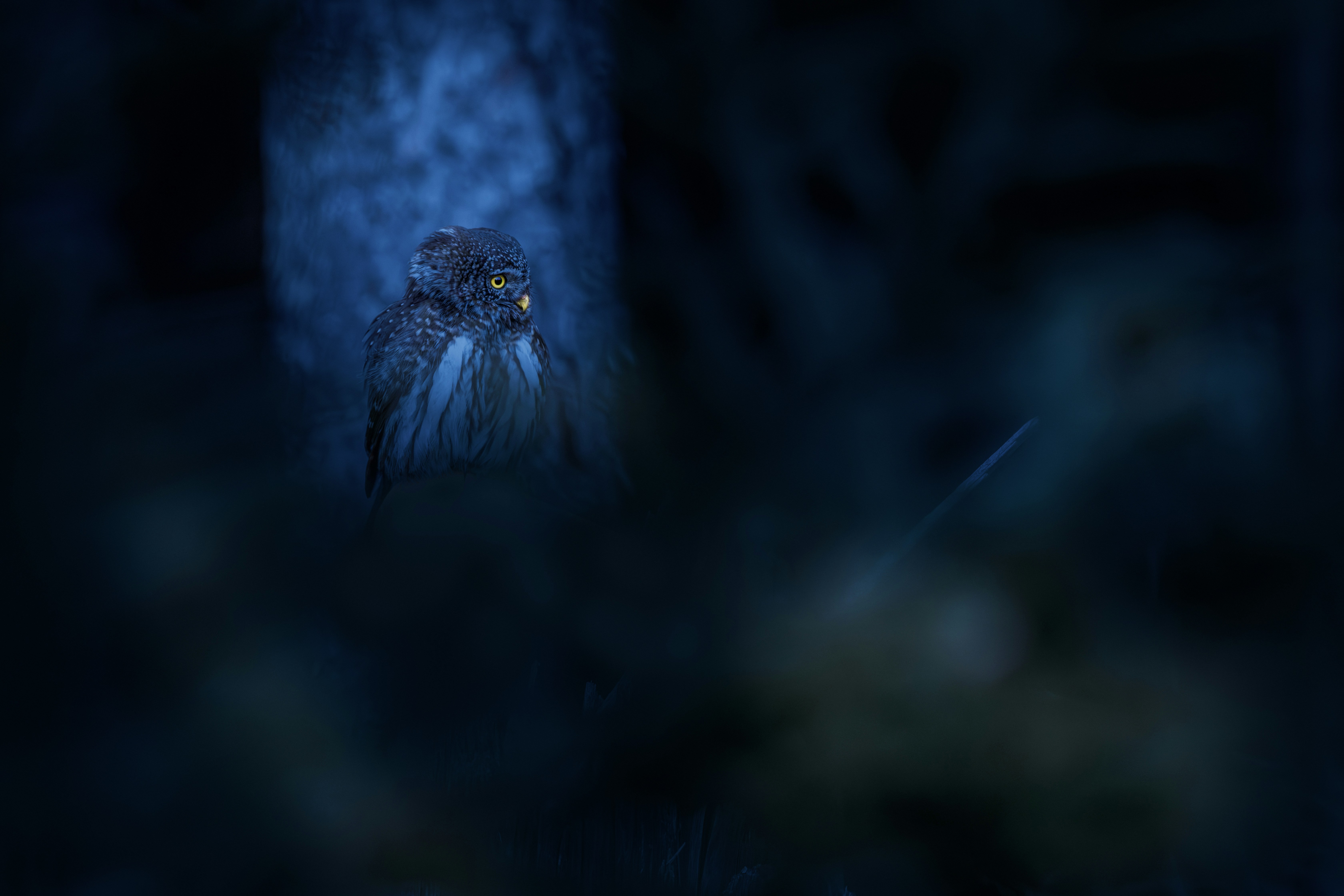 Photo by erik_karits