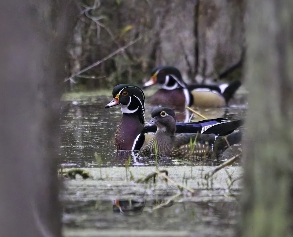 a group of ducks floating on top of a body of water