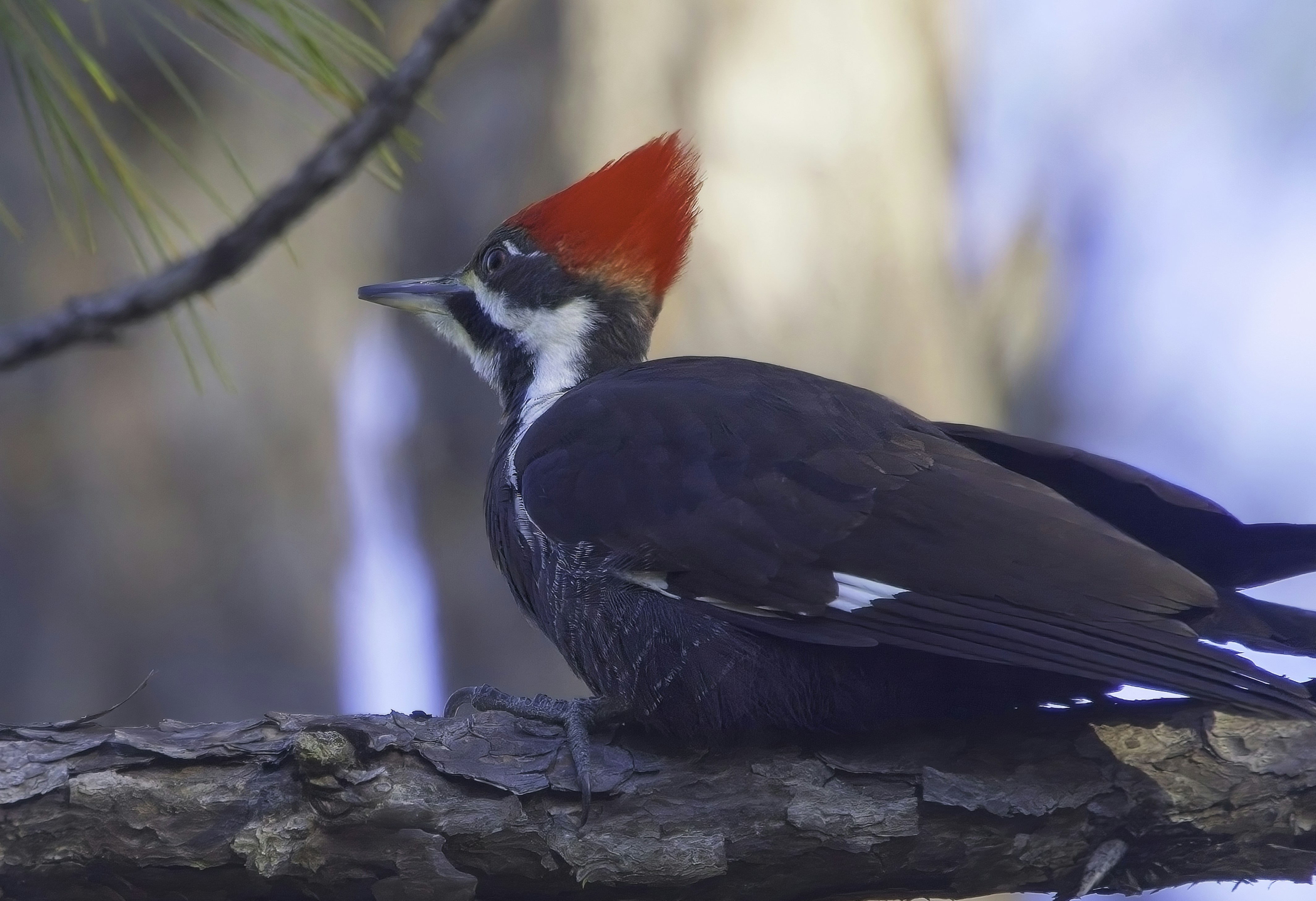 a bird with a red head sitting on a tree branch