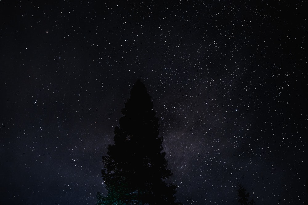 the night sky is filled with stars and trees