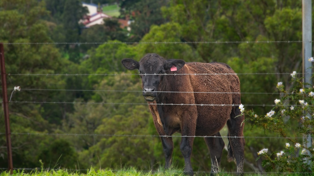 a brown cow standing behind a wire fence