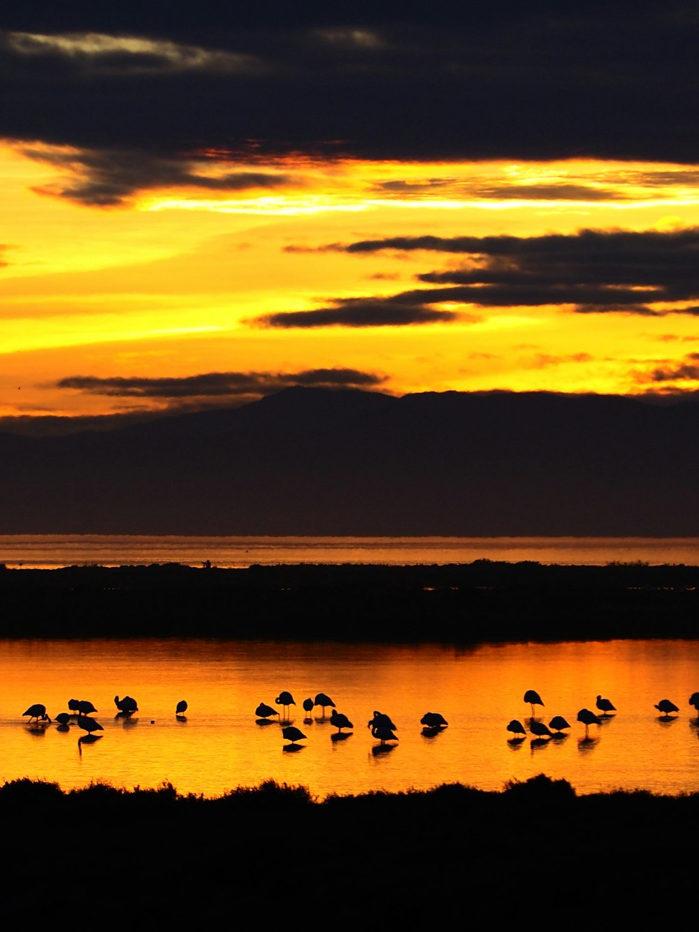 a flock of birds standing on top of a body of water