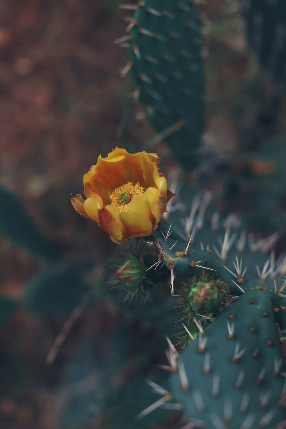 a yellow flower on top of a green cactus