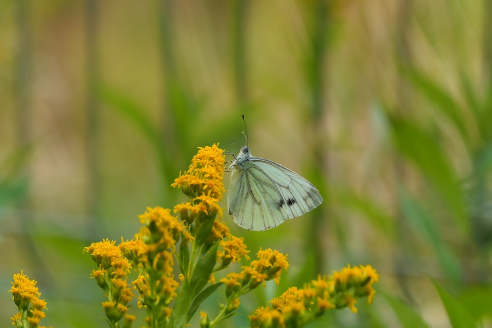 una mariposa blanca sentada encima de una flor amarilla