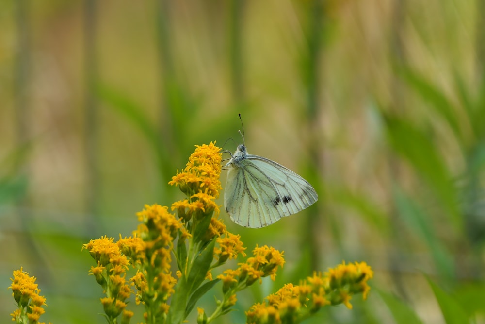 a white butterfly sitting on top of a yellow flower