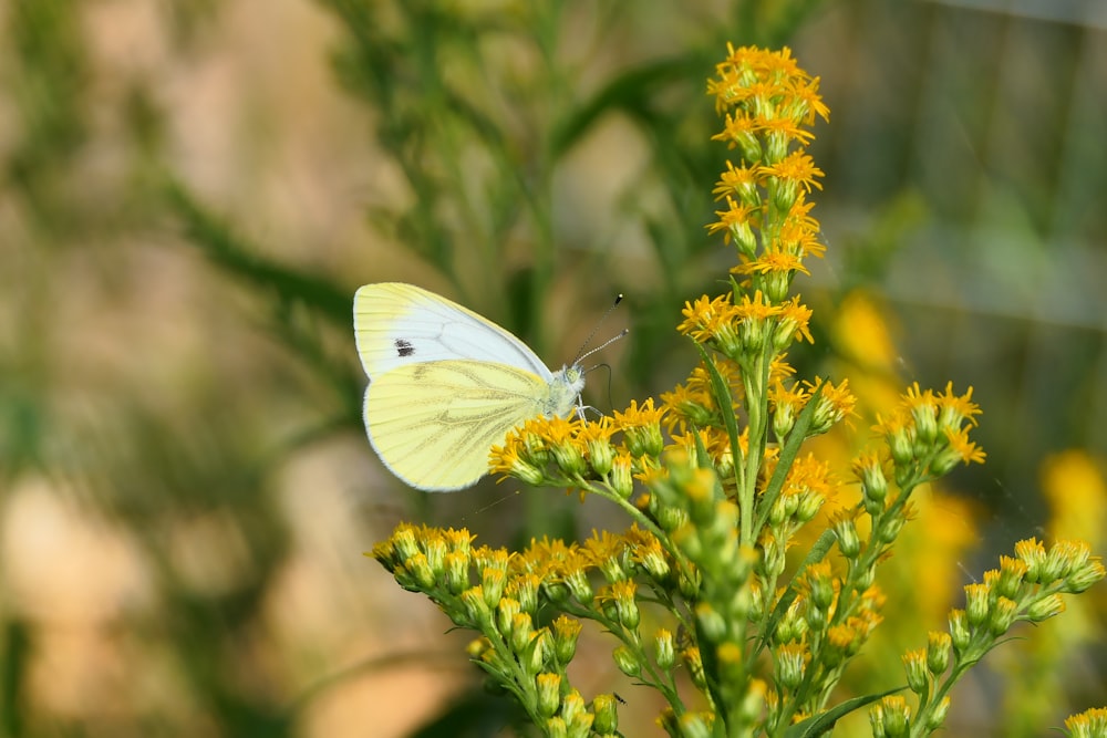 a white butterfly sitting on a yellow flower