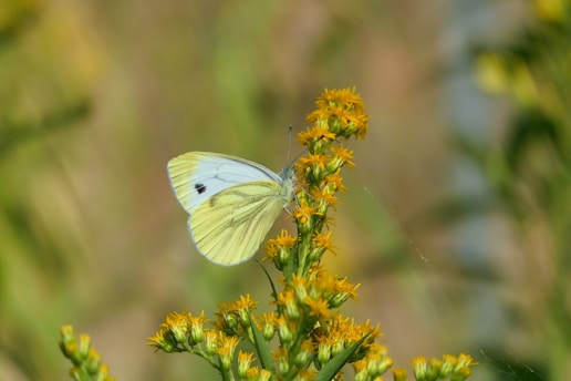 a white butterfly sitting on top of a yellow flower
