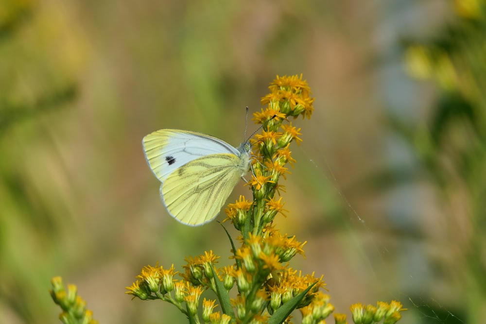 un papillon blanc assis au sommet d’une fleur jaune