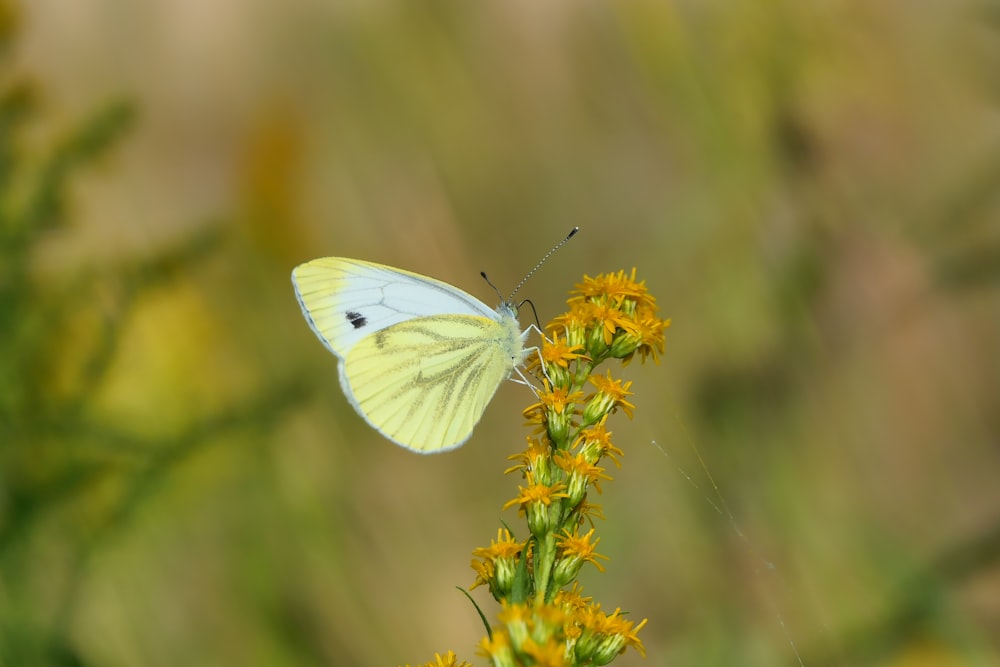 a white butterfly sitting on top of a yellow flower